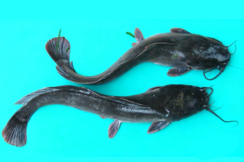 Lele Sangkuriang asli Sukabumi - Ist