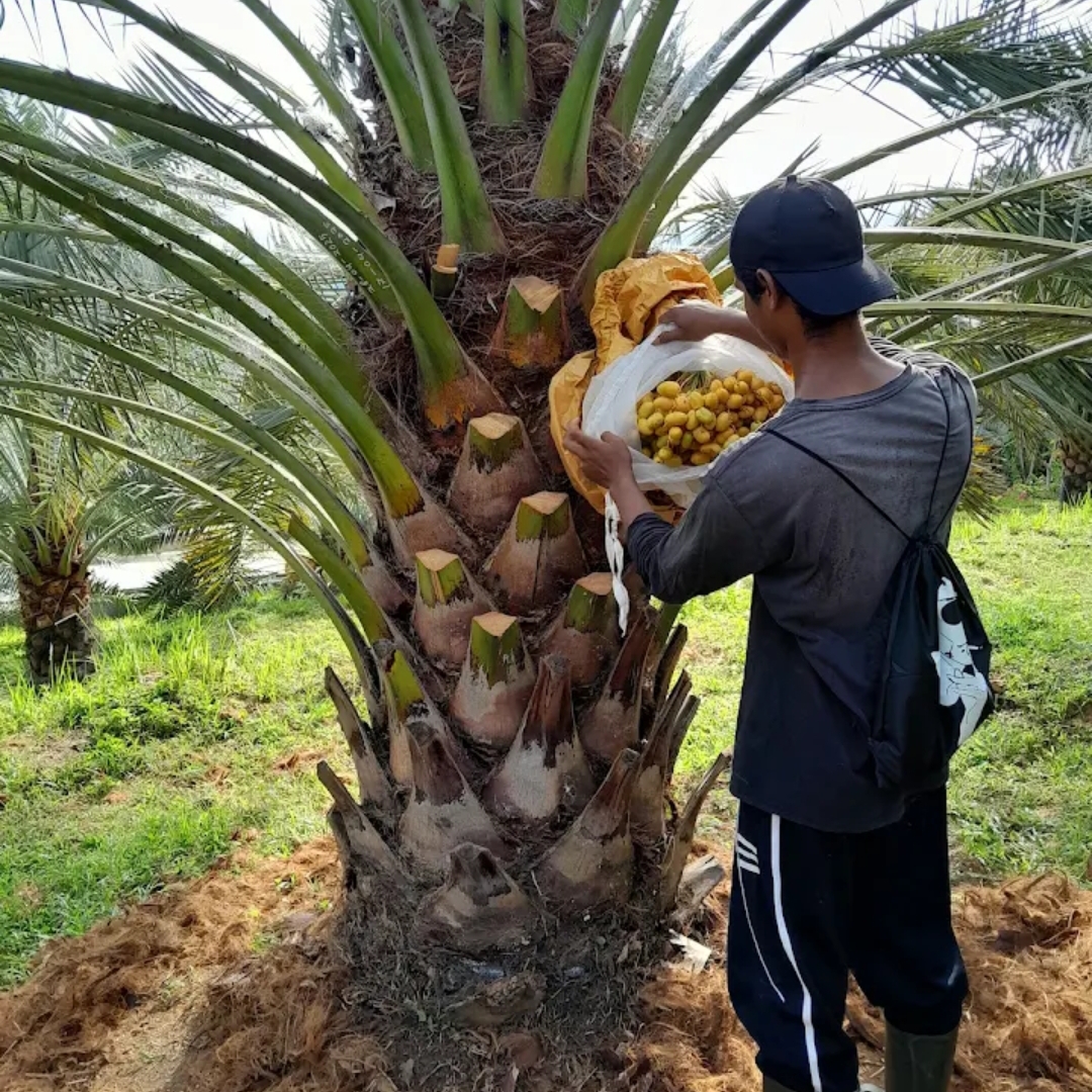 Seorang pegawai sedang merawat kurma yang mulai berbuah - Alwi Farm