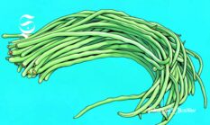 10 ribu ton! 38 kecamatan penghasil kacang panjang di Sukabumi, kaya protein nabati, vitamin, dan mineral