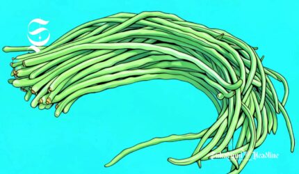 Ilustrasi kacang panjang - sukabumiheadline.com