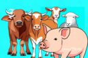 Ilustrasi kerbau, sapi, kambing, domba dan babi - sukabumiheadline.com