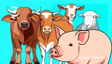 Ilustrasi kerbau, sapi, kambing, domba dan babi - sukabumiheadline.com