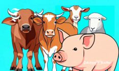 Membanding produksi daging kerbau, sapi, kambing, domba dan babi di Sukabumi