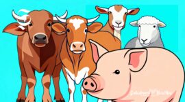 Ilustrasi kerbau, sapi, kambing, domba dan babi - sukabumiheadline.com