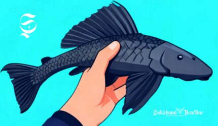 Ilustrasi khasiat mengonsumsi dan kandungan gizi ikan sapu sapu - sukabumiheadline..com