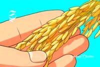 Ilustrasi padi - sukabumiheadline.com