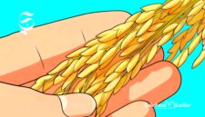 Ilustrasi padi - sukabumiheadline.com