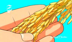 Lumbung padi di Jawa Barat: Indramayu juara, Sukabumi 5 besar