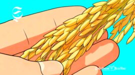 Ilustrasi padi - sukabumiheadline.com