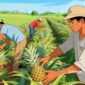 Ilustrasi petani buah nenas - sukabumiheadline.com