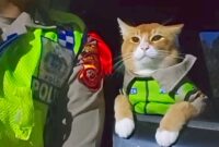 Kenalin Poyici Oyen, si mpus tukang pantau lain Bogor, Puncak, Sukabumi - Instagram