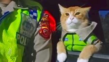 Kenalin Poyici Oyen, si mpus tukang pantau lain Bogor, Puncak, Sukabumi - Instagram