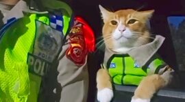 Kenalin Poyici Oyen, si mpus tukang pantau lain Bogor, Puncak, Sukabumi - Instagram