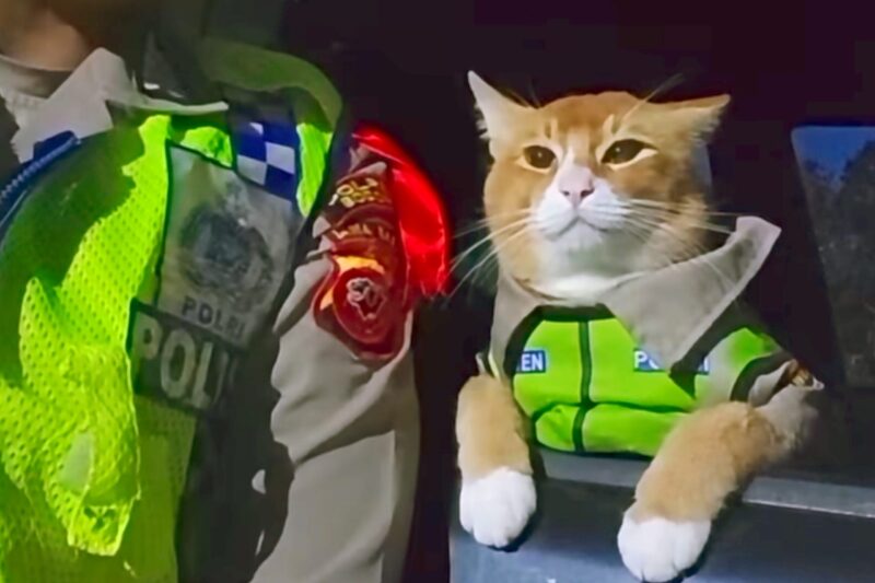 Kenalin Poyici Oyen, si mpus tukang pantau lain Bogor, Puncak, Sukabumi - Instagram