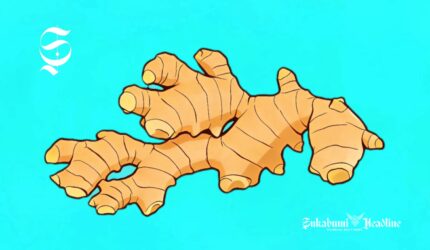 Ilustrasi Jahe - sukabumiheadline.com