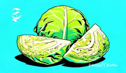 Ilustrasi kubis - sukabumiheadline.com