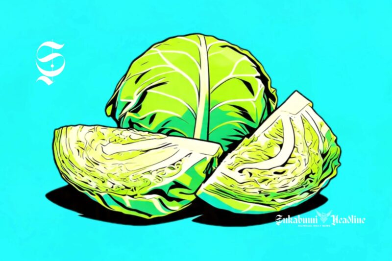 Ilustrasi kubis - sukabumiheadline.com