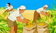 Daftar kecamatan penghasil jagung di Sukabumi, ratusan ribu ton!