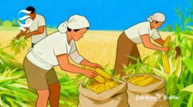 Ilustrasi petani jagung sedang panen - sukabumiheadline.com
