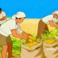 Ilustrasi petani jagung sedang panen - sukabumiheadline.com