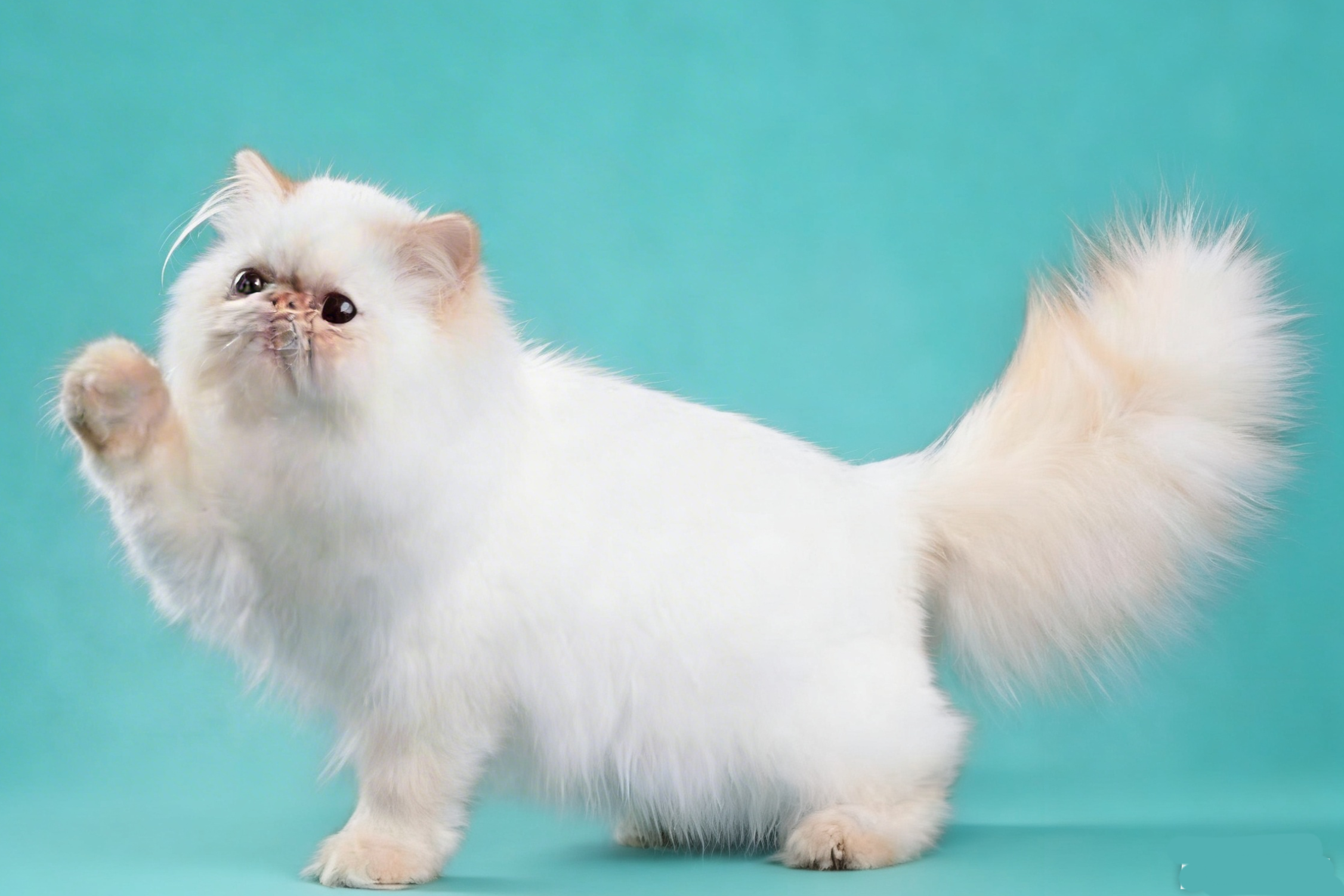 Mengenal Kucing Persia: Jenis, karakter, harga dan tips memelihara mpus asal Iran 1 Kucing Persia warna putih - Ist