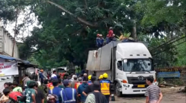 Pohon tumbang di Jalan Bogor-Ciawi-Sukabumi - Ist