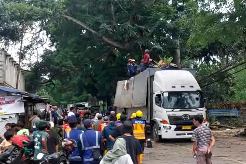 Pohon tumbang di Jalan Bogor-Ciawi-Sukabumi - Ist