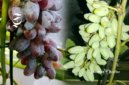 Anggur milik petani asal Bojonggenteng Sukabumi - sukabumiheadline.com