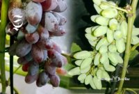 Anggur milik petani asal Bojonggenteng Sukabumi - sukabumiheadline.com