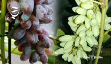 Anggur milik petani asal Bojonggenteng Sukabumi - sukabumiheadline.com