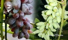 Pria Sukabumi ini gagas Kampung Pengangguran Menuju Desa Pengangguran