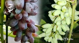 Anggur milik petani asal Bojonggenteng Sukabumi - sukabumiheadline.com