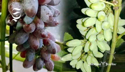 Anggur milik petani asal Bojonggenteng Sukabumi - sukabumiheadline.com