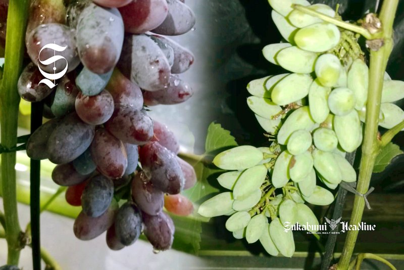 Anggur milik petani asal Bojonggenteng Sukabumi - sukabumiheadline.com