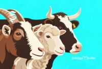 Ilustrasi hewan kurban kambing, domba dan sapi - sukabumiheadline.com