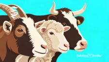 Ilustrasi hewan kurban kambing, domba dan sapi - sukabumiheadline.com