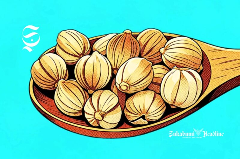 Ilustrasi kapulaga - sukabumiheadline.com