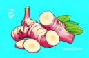 Ilustrasi laos atau lengkuas - sukabumiheadline.com
