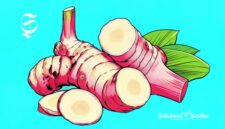 Ilustrasi laos atau lengkuas - sukabumiheadline.com