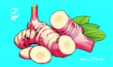 13 kecamatan penghasil lengkuas di Sukabumi, berkhasiat tingkatkan kualitas sperma