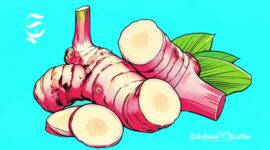 Ilustrasi laos atau lengkuas - sukabumiheadline.com