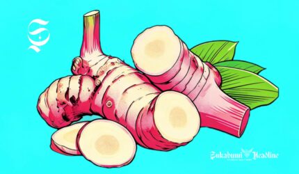 Ilustrasi laos atau lengkuas - sukabumiheadline.com