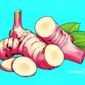 Ilustrasi laos atau lengkuas - sukabumiheadline.com