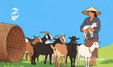 Sukabumi berapa? Ciamis terbanyak populasi kambing di Jabar