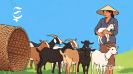 Ilustrasi memelihara dan menggembala kambing - sukabumiheadline.com