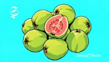 Ilustrasi jambu biji - sukabumiheadline.com