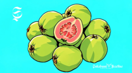 Ilustrasi jambu biji - sukabumiheadline.com