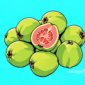 Ilustrasi jambu biji - sukabumiheadline.com