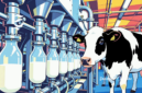Ilustrasi sapi perah - sukabumiheadline.com