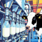 Ilustrasi sapi perah - sukabumiheadline.com